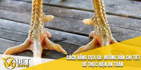 Cách Băng Cựa Gà