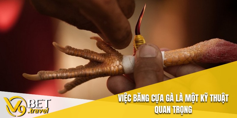 Việc băng cựa gà là một kỹ thuật quan trọng