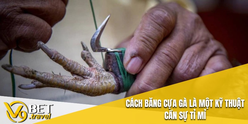 Cách băng cựa gà là một kỹ thuật cần sự tỉ mỉ
