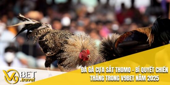 Đá Gà Cựa Sắt Thomo