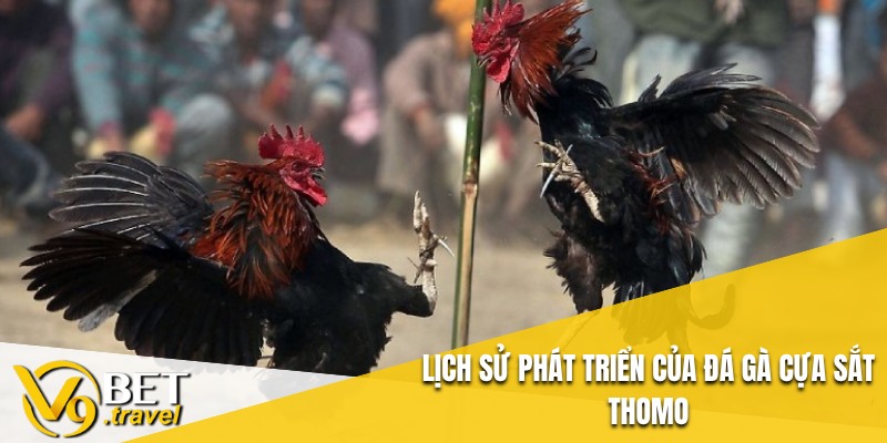 Lịch sử phát triển của đá gà cựa sắt Thomo