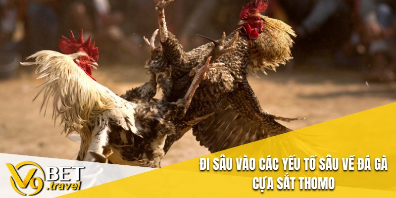 Đi sâu vào các yếu tố sâu về đá gà cựa sắt Thomo