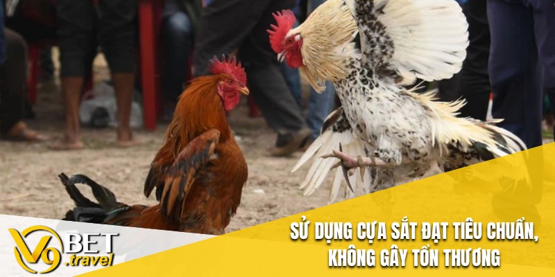 Sử dụng cựa sắt đạt tiêu chuẩn, không gây tổn thương