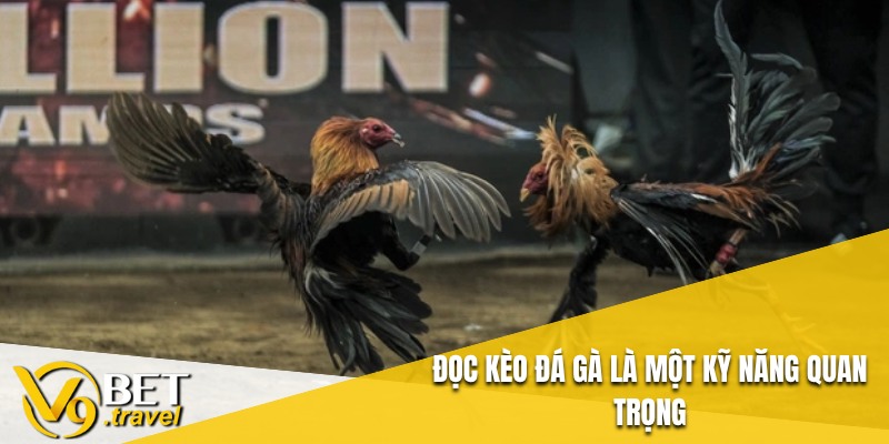 Đọc kèo đá gà là một kỹ năng quan trọng