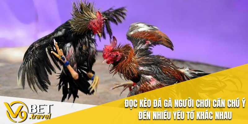 Đọc kèo đá gà người chơi cần chú ý đến nhiều yếu tố khác nhau
