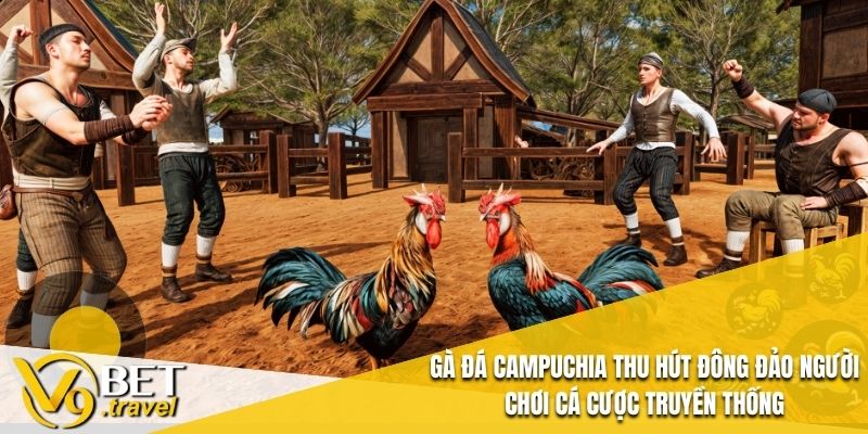 Gà Đá Campuchia thu hút đông đảo người chơi cá cược truyền thống